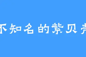 不知名的紫贝壳